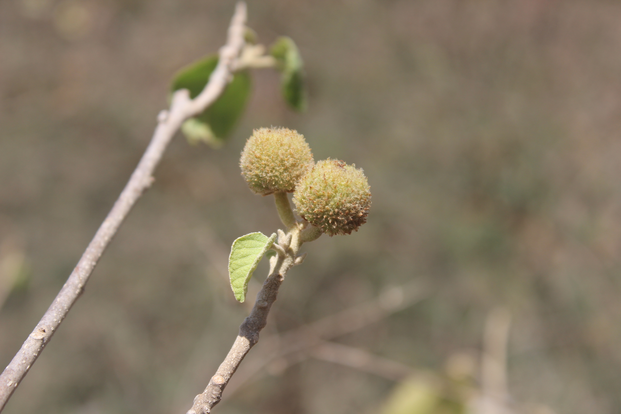 Plant Image